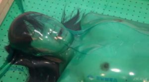 完全拘束バキュームベッド