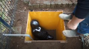 マミフィケーションして生き埋めにする完全拘束プレイ