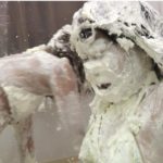 美女の水着パイ投げはメッシーフェチには興奮物