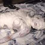 生クリーム女体盛りメッシー│仰向けになり顔面まで全身ドロドロになる変態フェチ動画