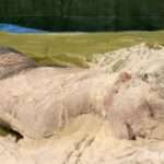 顔面山盛生クリームメッシーマミフィケーションラップ完全拘束｜危険呼吸制御変態フェチ動画