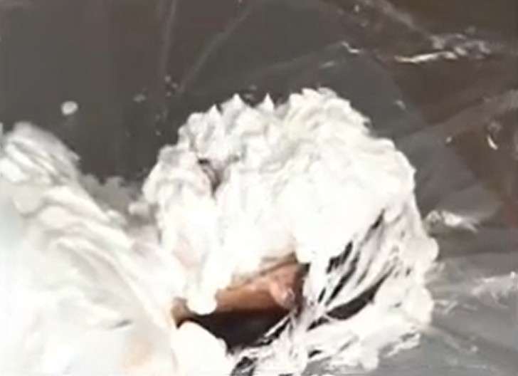 生クリームパイ投げ女体盛りメッシー
