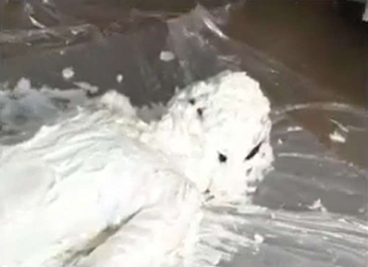 生クリームパイ投げ女体盛りメッシー