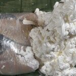 生クリーム袋詰生き埋め完全拘束女体盛りメッシー｜逃げられない顔を覆われて呼吸も出来ない絶体絶命変態フェチ動画